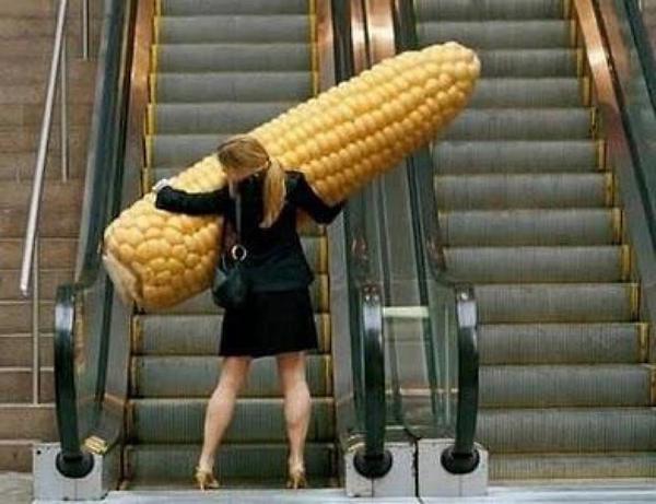 Archivo:A.aaa-more-corn.jpg