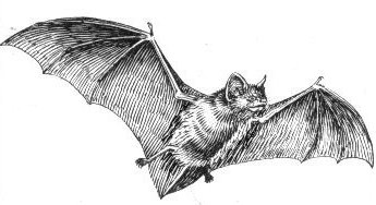 Archivo:Bat (PSF).jpg