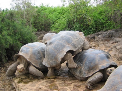 Archivo:Tortugas-gigantes.jpg