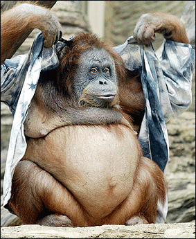 Archivo:Orangutan.gif