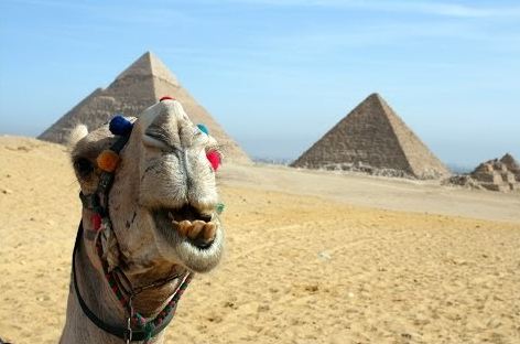 Archivo:Camello egipto piramides.JPG