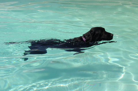 Archivo:Swimming-dog.jpg