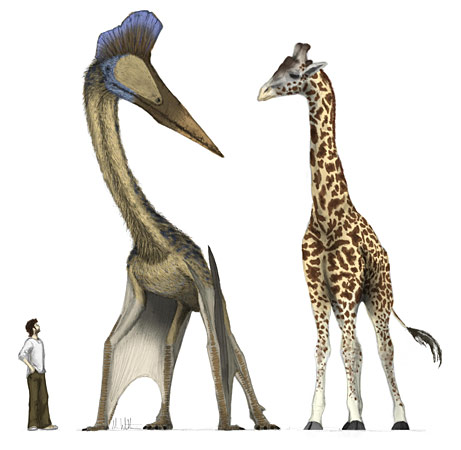 Archivo:090107-pterosaur-picture big.jpg