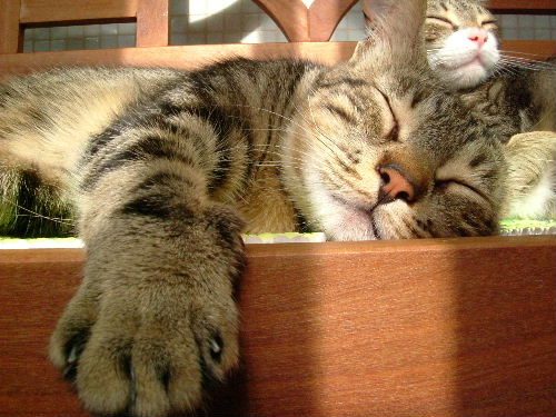 Archivo:Gato durmiendo.jpg