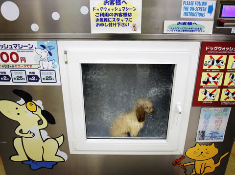 Archivo:Perro en lavadora.jpg