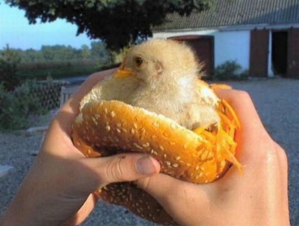 Archivo:Raw-chicken-sandwich.jpg