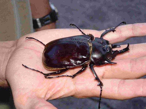 Archivo:Rhino beetle.jpg