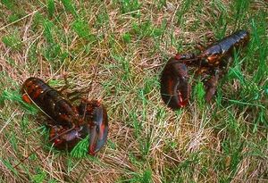 Archivo:Capebretonsese field lobster.jpg
