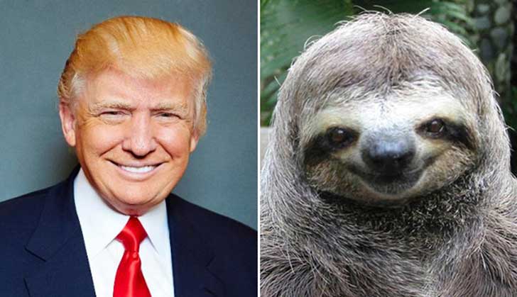 Archivo:Donald-trump-sloth.jpg