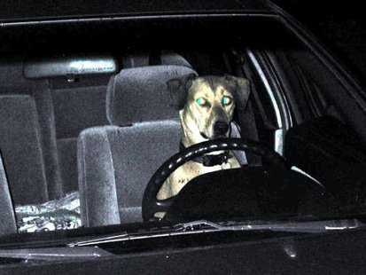 Archivo:Drivingdog.jpg