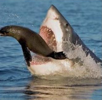 Archivo:Foca tiburón.png