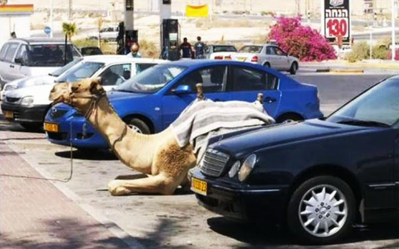 Archivo:Camello estacionado.jpg