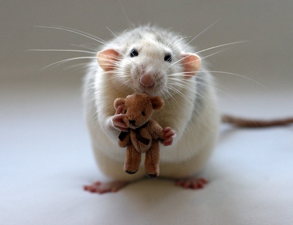 Archivo:Una rata.jpg