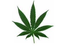 Archivo:Cannabis001.jpg