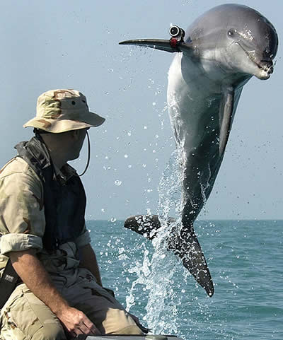 Delfín asesino.jpg.jpg