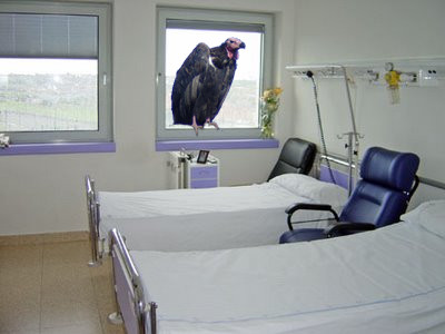 Archivo:Buitre hospital.png