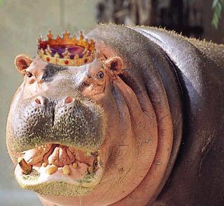 Archivo:Hippo King.jpg
