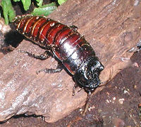 Archivo:200px-Madagascan.cockroach.jpg