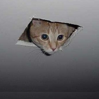 Archivo:Ceiling cat.png