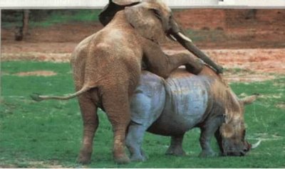 Archivo:Elefante rino.jpg