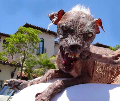 Archivo:Sam-ugliest-dog.jpg