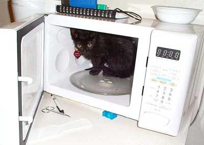 Archivo:Microondas con gato.jpg