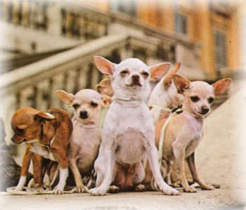 Archivo:Chihuahua1.jpg