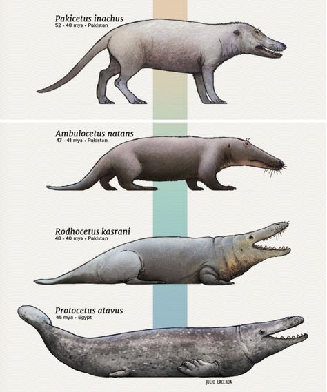 Archivo:Evolución de la ballena.jpg