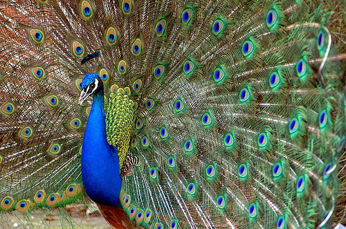 Archivo:Peacock2.jpg