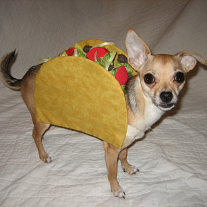 Archivo:Azalea-taco-pet-costume-msc.jpg.jpeg