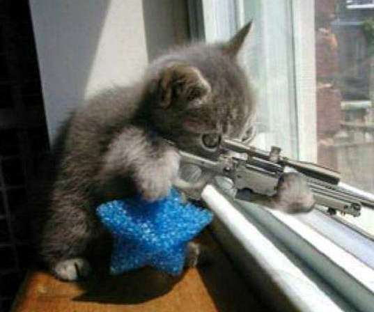 Archivo:Gato-francotirador.jpg