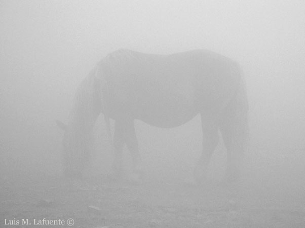 Archivo:Horse fog.jpg