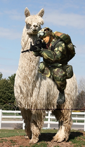 Archivo:Soldado Alpaca.jpg
