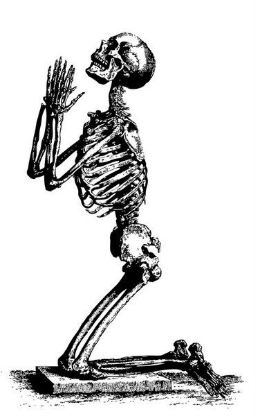 Archivo:Mlf-skeleton-pd-05-kj002.jpg