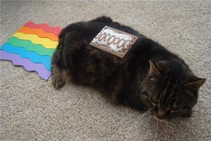 Archivo:Nyan cat real.jpg
