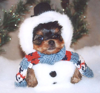 Archivo:Terrier de las nieves.jpg
