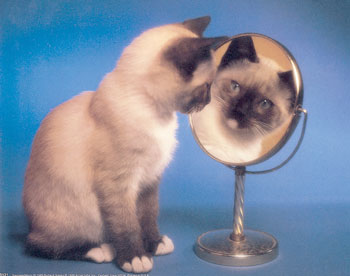 Archivo:Gato siames.jpg