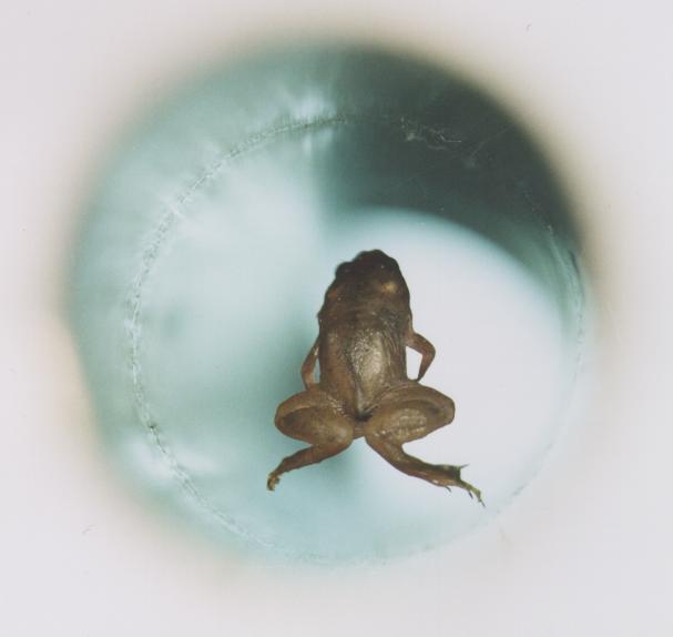 Archivo:Frog diamagnetic levitation.jpg
