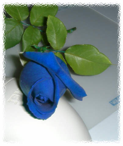 Archivo:Blue-rose.jpg
