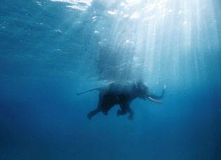 Archivo:Elefante nadando.jpg