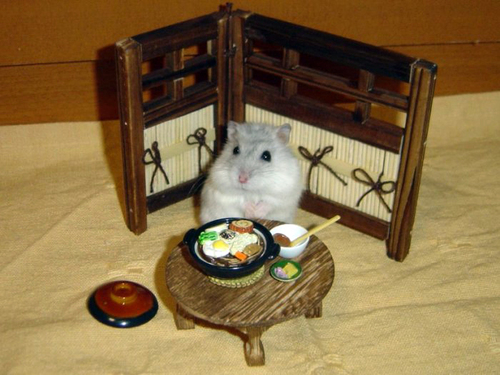 Archivo:Hamster habitación.jpg