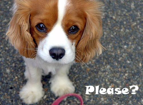 Archivo:Please dog.jpg