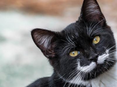 Archivo:Gato negro bigote.jpg