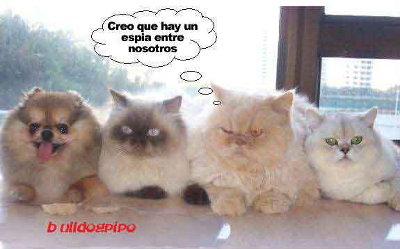 Archivo:Cuatro-gatos.jpg