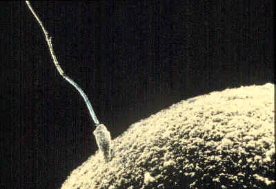 Archivo:Sperm-egg.jpg