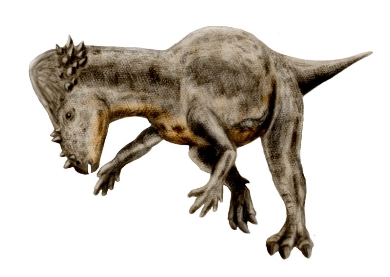 Archivo:Pachycephalosaurus.jpg