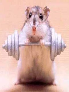 Archivo:Hamsters fuerte.jpg