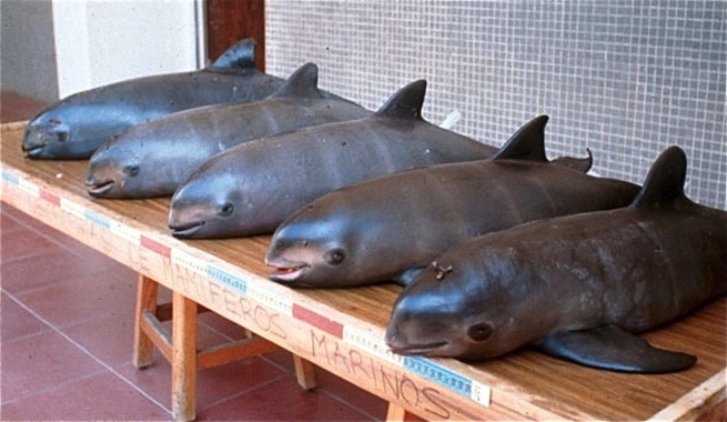 Archivo:Campana-proteger-vaquita-marina.jpg