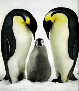 Archivo:Pinguinos2351td.gif