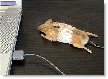 Archivo:Ratón-ratón.jpg
